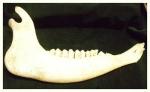 Buffalo Jawbone