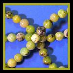 Rounds: Chinese Chrysoprase 8mm by the Strand 15 - 16 inches