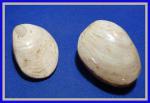 Mineral Specimens: Clam Fossils