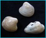 Mineral Specimens: Small Clam Fossils