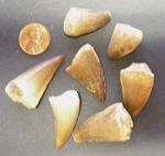 Fossils: Mosasaur Teeth, $3 each