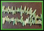 Dogtooth:  Aventurine 15 - 16 inch strands