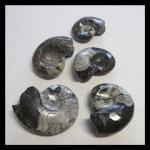 Mineral Specimens: Goniatite Fossils  1  1/2 to 2 inches across  3 for $9