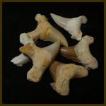 Mineral Specimens: Shark Teeth (Tooth) Fossil Medium Size, 3 for $7.50