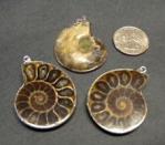 Pendants: Ammonites with Silver Colored Findings