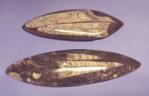 Mineral Specimens: Orthoceras Fossil, Silurian Period  5 - 7 inches, 3 for $15