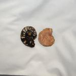 Mineral Specimens: Ammonite Fossils Tiny and Polished on One Side, 3 for $9