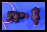 PCB - Bear: Medium Black, 10 for $12