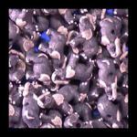 PCBsmall - Elephants, 10 for $12