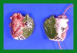 PCB - Toad with a Leaf, 5 for $7.50