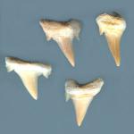 Mineral Specimens: Shark Teeth Fossils (Small) 10 for $20