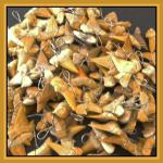 Mineral Specimens: Shark Teeth (Tooth) Fossil Pendants Small Size, 10 pieces