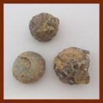 Mineral Specimens: Echnoid Fossil, 3 for $9