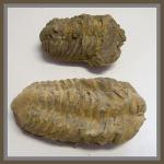 Mineral Specimens: Trilobite, each