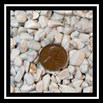 Chips: Undrilled White Howlite about two pounds